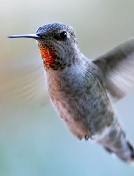 [Translate to Schweiz (CH):] Hummingbird Update 2013